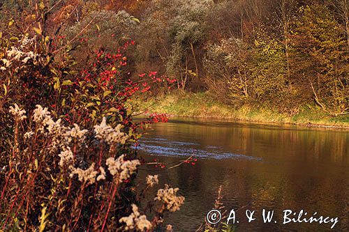 nad rzeką San koło wsi Niewistka, Pogórze Dynowskie, Trzmielina pospolita, zwyczajna, Euonymus europaeus