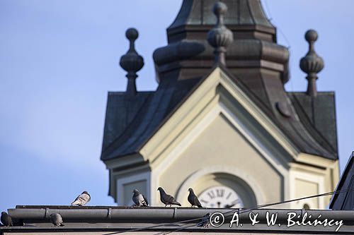 Sanok, Kościół Przemienienia Pańskiego, Fara i gołębie