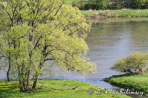 Sanok, łąki nad Sanem