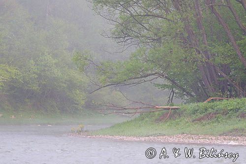 Rzeka San, mgły poranne, Bieszczady