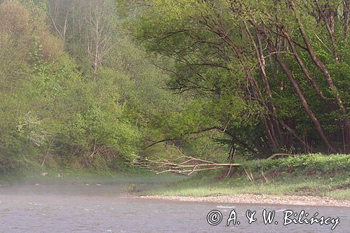 Rzeka San, mgły poranne, Bieszczady