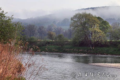 swit nad Sanem koło Witryłowa, Pogórze Dynowskie