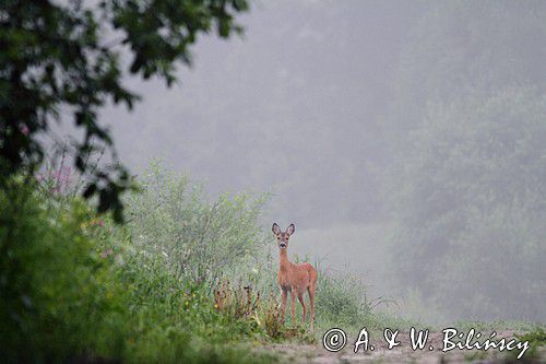sarna, Capreolus capreolus