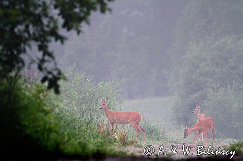 sarna z dwoma młodymi, Capreolus capreolus