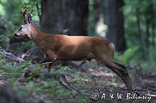 sarna kozioł, Capreolus capreolus