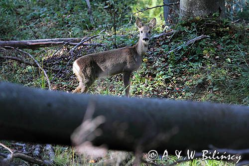 sarna, Capreolus capreolus