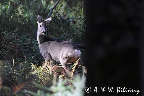 sarna, Capreolus capreolus