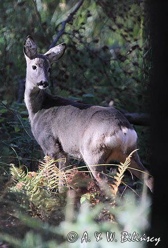 sarna, Capreolus capreolus