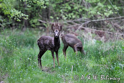 kozioł i sarna, Sarna, sarna europejska, Capreolus capreolus