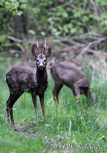 kozioł i sarna, Sarna, sarna europejska, Capreolus capreolus