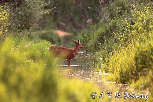 Sarna, sarna europejska, Capreolus capreolus