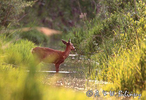 Sarna, sarna europejska, Capreolus capreolus