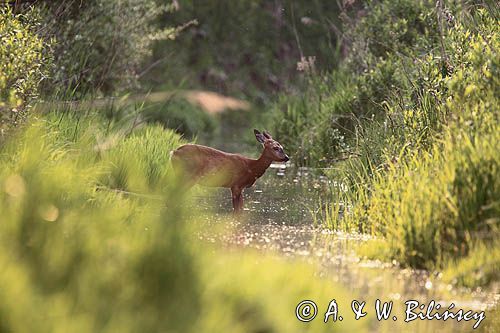 Sarna, sarna europejska, Capreolus capreolus