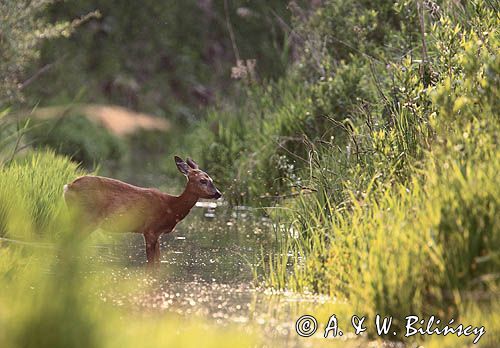 Sarna, sarna europejska, Capreolus capreolus