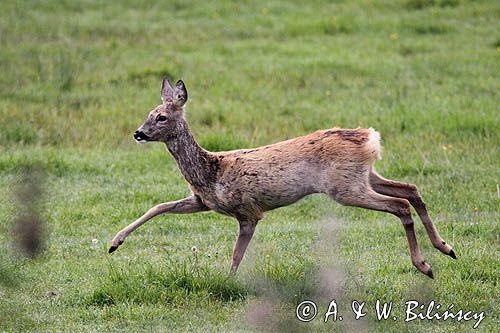 Sarna, sarna europejska, Capreolus capreolus