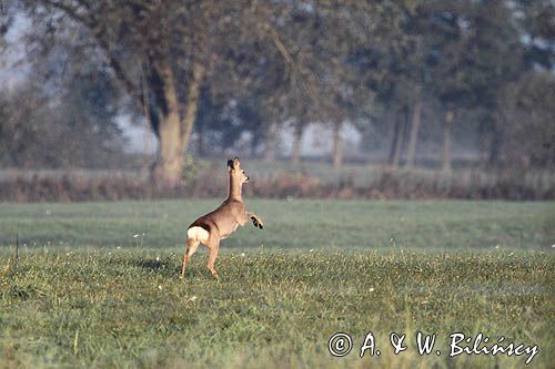 sarna na nadnoteckiej łące