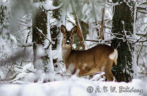 Sarna, Capreolus capreolus