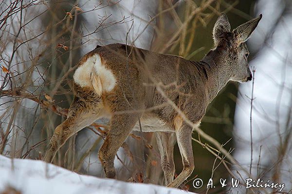 sarna, Capreolus capreolus, koziołek