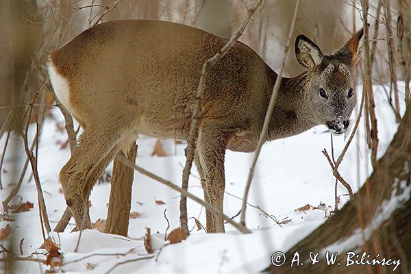 sarna, Capreolus capreolus, koziołek