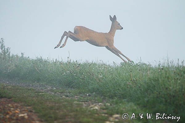 sarna, Capreolus capreolus