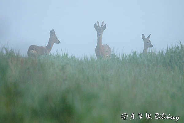 sarny, Capreolus capreolus