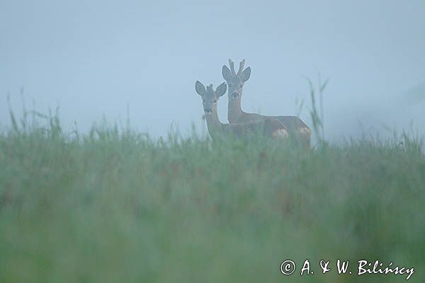 sarny, Capreolus capreolus