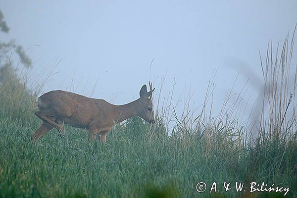 sarna, Capreolus capreolus, koziołek