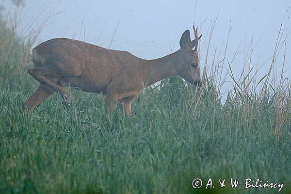 sarna, Capreolus capreolus, koziołek