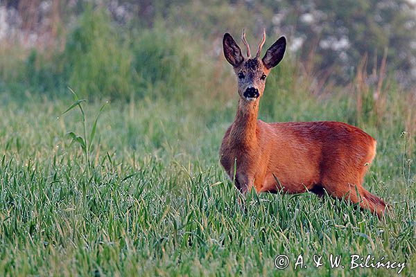 sarna, Capreolus capreolus, koziołek