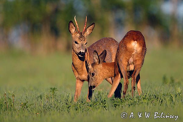 sarna, koziołek, Capreolus capreolus