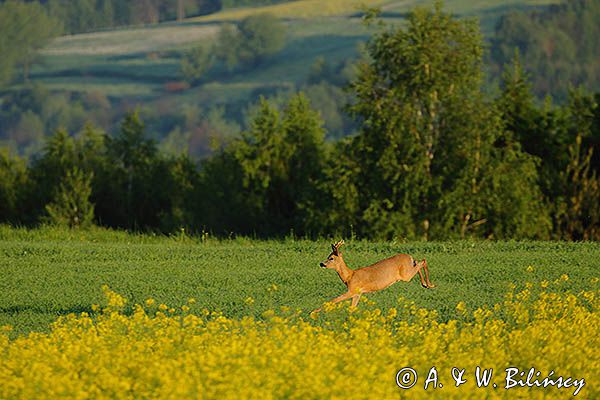 sarna samiec koziołek, Capreolus capreolus