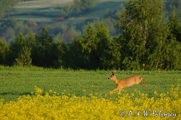 sarna samiec koziołek, Capreolus capreolus