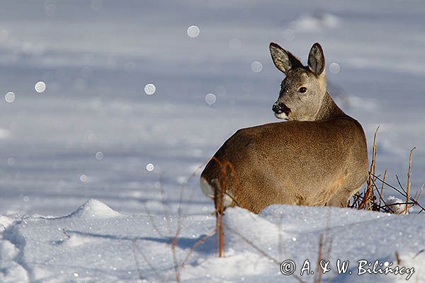 sarna, Capreolus capreolus