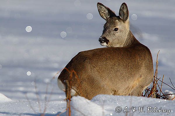 sarna, Capreolus capreolus