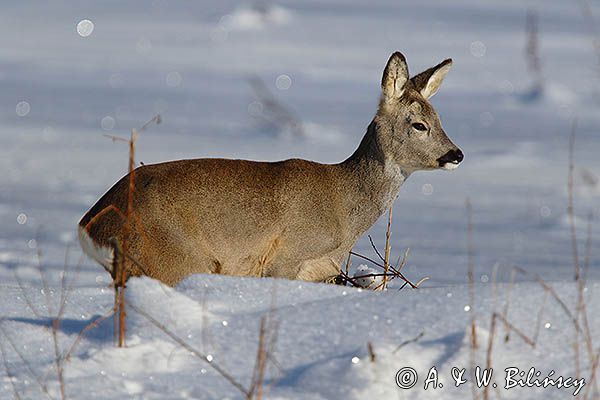 sarna, Capreolus capreolus