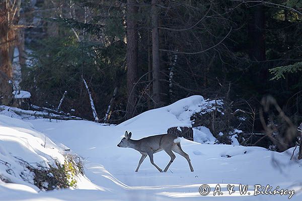 sarna na leśnej drodze, Capreolus capreolus