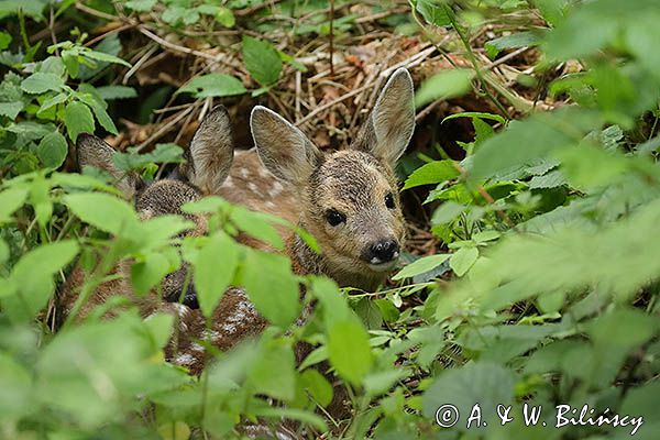 sarna, Capreolus capreolus, maluchy