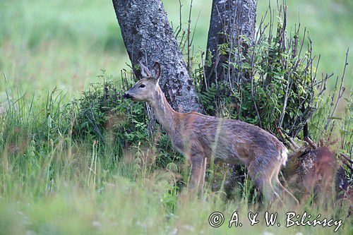 Sarna, sarna europejska, Capreolus capreolus, samica