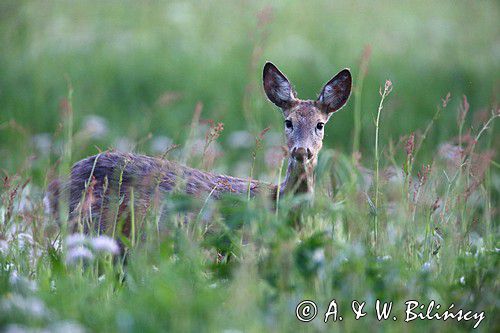 Sarna, sarna europejska, Capreolus capreolus, samica