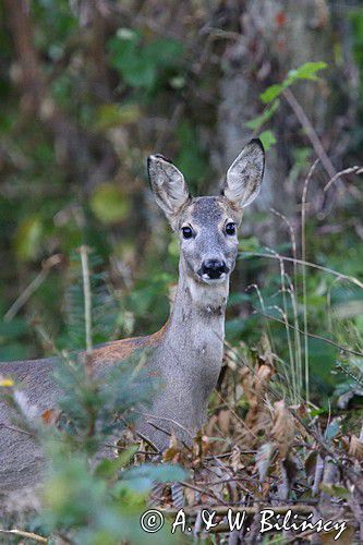 Sarna, sarna europejska, Capreolus capreolus, samica