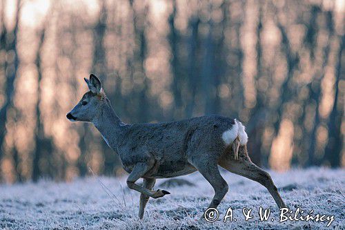 Sarna, sarna europejska, Capreolus capreolus, samica