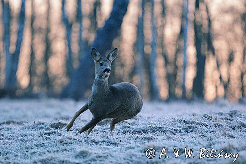 Sarna, sarna europejska, Capreolus capreolus, samica