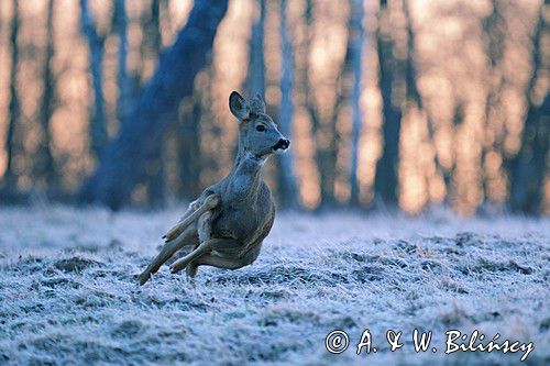 Sarna, sarna europejska, Capreolus capreolus, samica