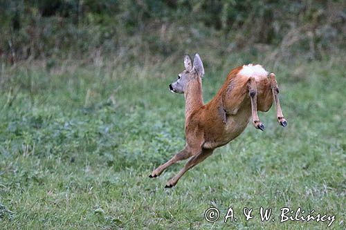 sarna w biegu, Capreolus capreolus