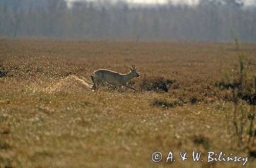 sarna koziołek samiec kozioł biegnący