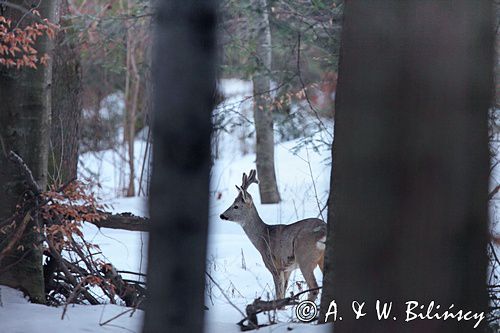 Sarna, sarna europejska, Capreolus capreolus, koziołek, samiec