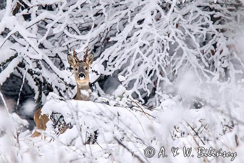 sarna samiec koziołek, Capreolus capreolus