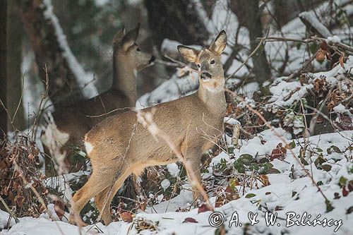 sarna, Capreolus capreolus, samiec