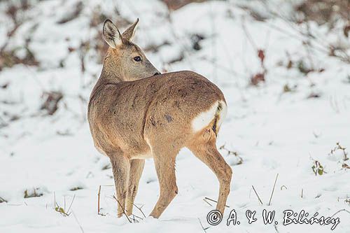sarna, Capreolus capreolus, samica