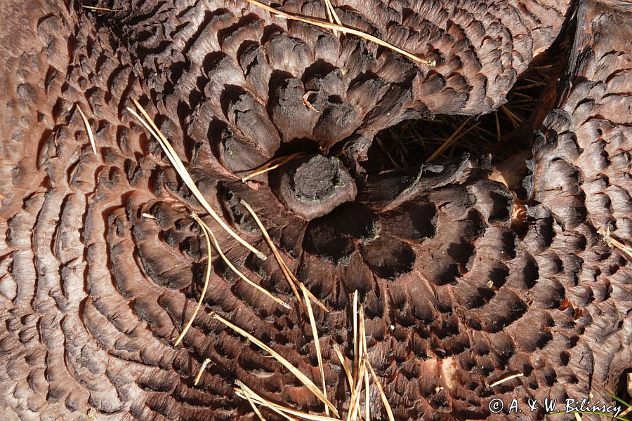 sarniak dachówkowaty Sarcodon imbricatum kolczak